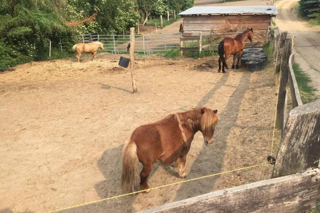 Ferienwohnung In Peetzig Am See アンガーミュンデ エクステリア 写真